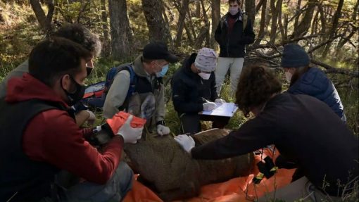 El Gobierno provincial trabaja junto a organizaciones en la conservación del huemul