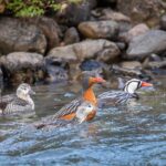 El Pato de los Torrentes: una especie única en Santa Cruz que busca ser protegida