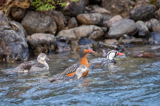 El Pato de los Torrentes: una especie única en Santa Cruz que busca ser protegida