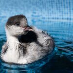 Vuelven a casa: tres pichones de Macá Tobiano serán liberados por primera vez en la historia