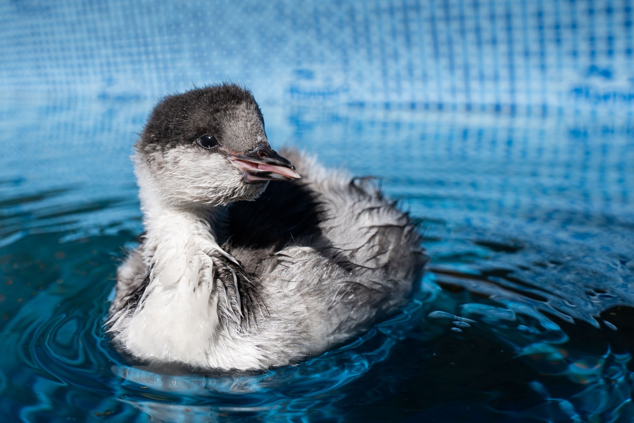 Vuelven a casa: tres pichones de Macá Tobiano serán liberados por primera vez en la historia