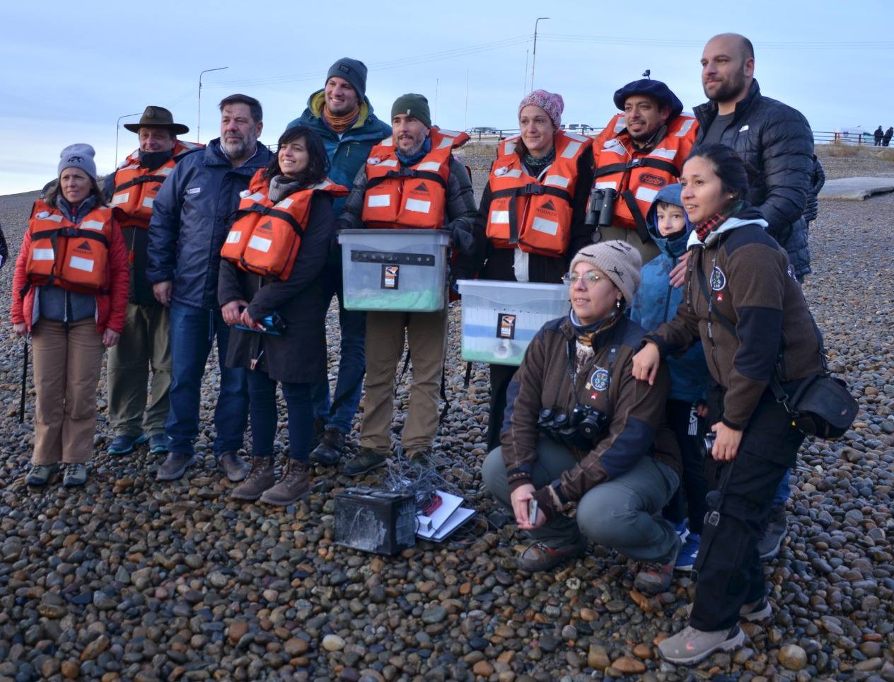 Regresaron al río Santa Cruz los primeros Macá tobiano criados en cautiverio