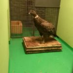 Un cóndor herido, una red de rescate y un largo viaje para volver a volar