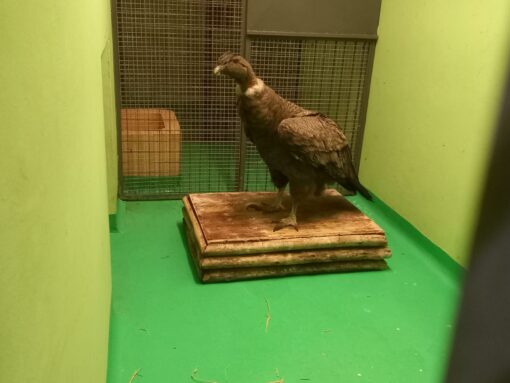 Un cóndor herido, una red de rescate y un largo viaje para volver a volar