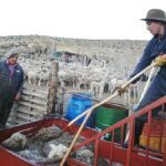 Lanzan campaña de prevención para sostener el estatus sanitario de Santa Cruz respecto de la sarna ovina