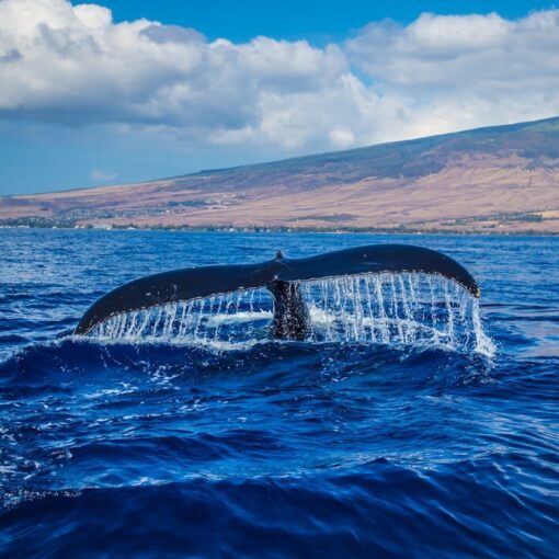 El espectáculo natural que convierte a Caleta Olivia en la ciudad de las ballenas