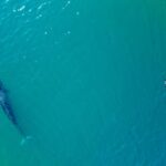 Avistan ballenas sei en el Golfo San Jorge y avanzan en un proyecto de investigación regional