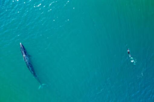 Avistan ballenas sei en el Golfo San Jorge y avanzan en un proyecto de investigación regional
