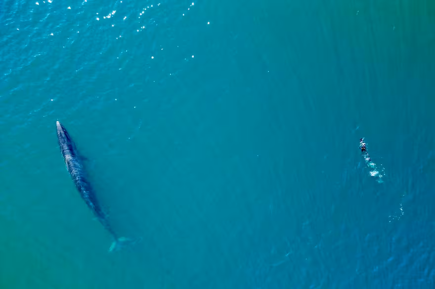 Avistan ballenas sei en el Golfo San Jorge y avanzan en un proyecto de investigación regional