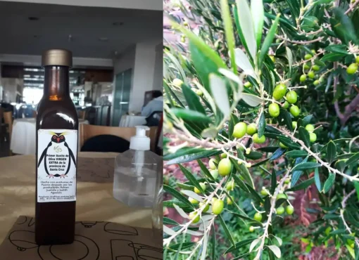 Hicieron historia con el primer aceite de oliva de Puerto Deseado