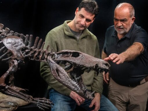 El “cocodrilo del viento”: un nuevo hallazgo paleontológico en Santa Cruz