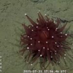 Exploración submarina, ciencia y orgullo en la mirada desde Río Gallegos
