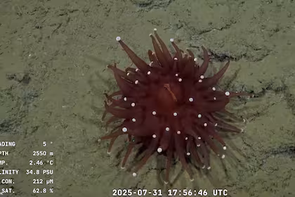 Exploración submarina, ciencia y orgullo en la mirada desde Río Gallegos