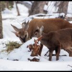 Fundación Shoonem: salvar al huemul en el corazón de la Patagonia