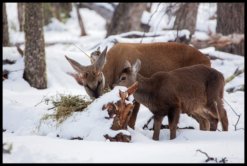 Fundación Shoonem: salvar al huemul en el corazón de la Patagonia