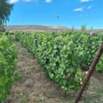 Caleta Olivia avanza con su propio viñedo