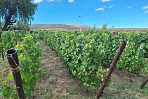 Caleta Olivia avanza con su propio viñedo