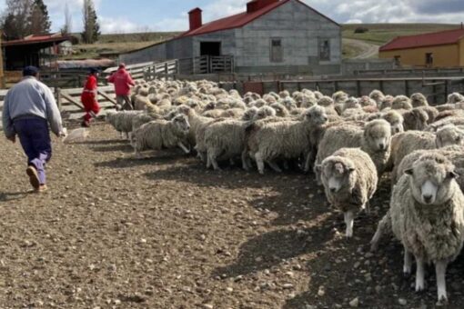 RENATRE fiscalizó 23 estancias en Santa Cruz y detectó casos de trabajadores sin registrar