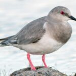 Montero: “Las aves nos indican la salud de los ambientes que compartimos”