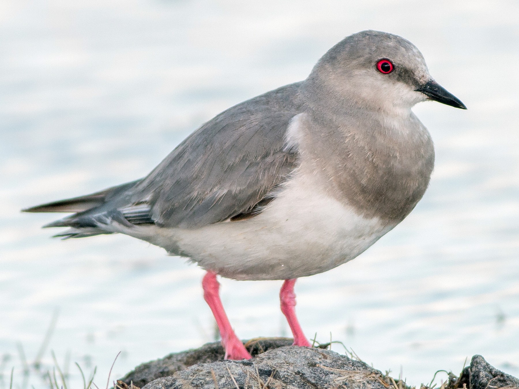 Montero: “Las aves nos indican la salud de los ambientes que compartimos”