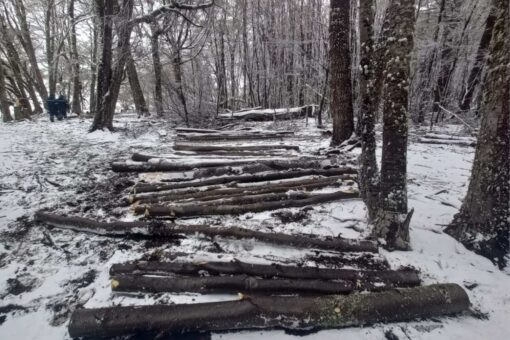 El Consejo Agrario Provincial recordó que la extracción de leña requiere autorización