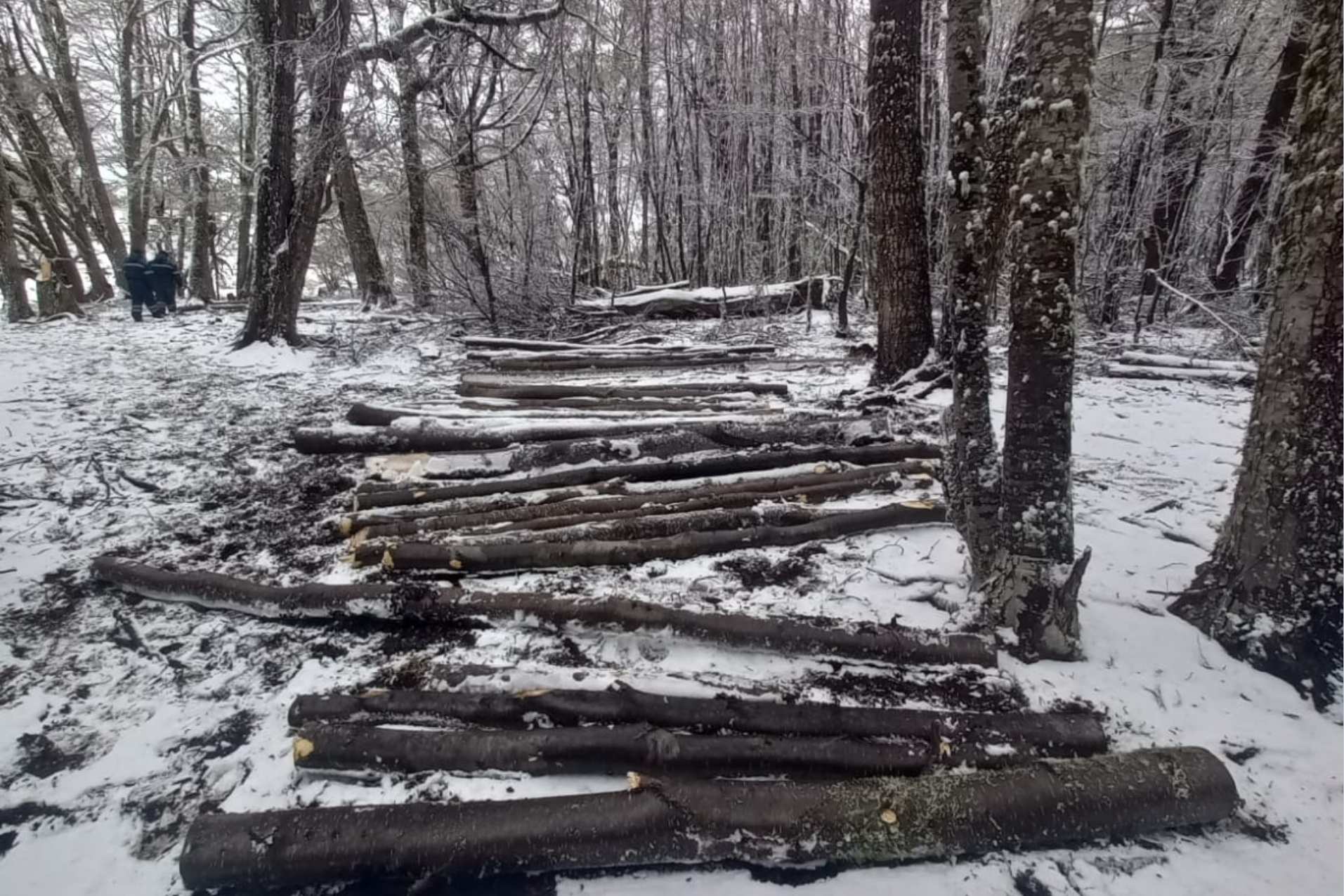 El Consejo Agrario Provincial recordó que la extracción de leña requiere autorización