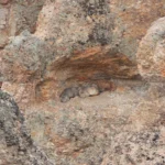 Cómo se monitorean los pumas en el Parque Patagonia