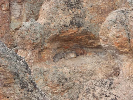 Cómo se monitorean los pumas en el Parque Patagonia