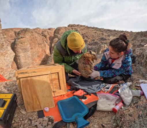 Sofía Ocampo: “Cada especie cumple un rol y cuando falta, el sistema pierde equilibrio”