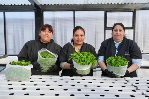 Hidroponía en Río Gallegos: “Podemos hacer nuestro propio alimento”